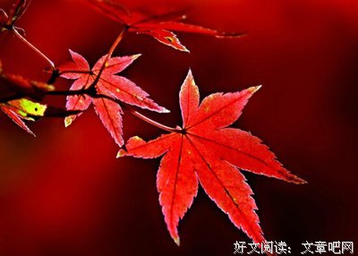 关于会真的语句