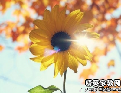 作文优美的句子