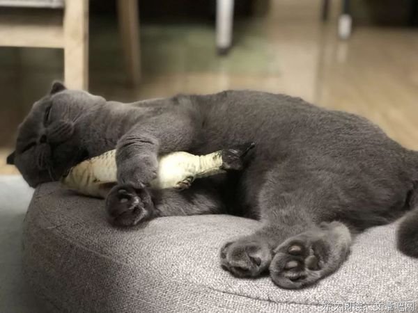武汉封城的第一天，他救了一只猫