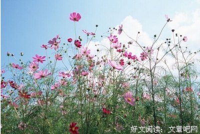 散文优美的句子