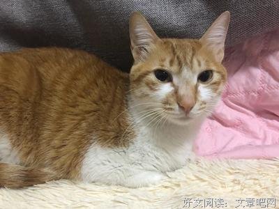 41、为了弟弟，她要去陪睡
