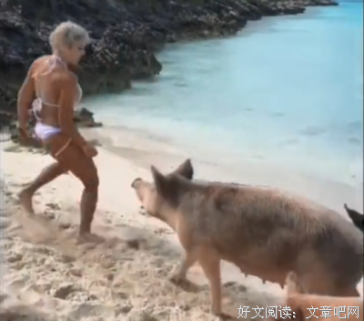 结果被一只猪拱了