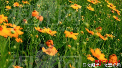 关于情本是道的优美句子