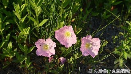 姗姗来迟的优美句子