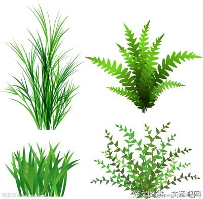 最全的三水小草名言大全