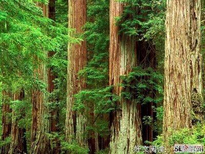 《哲思》的句子