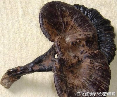 野味真的很难吃！为什么还有人想吃？