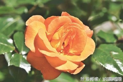 还心的句子