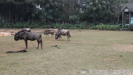 磨坊一夜