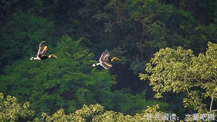分飞的句子