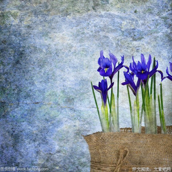鸢尾花 
