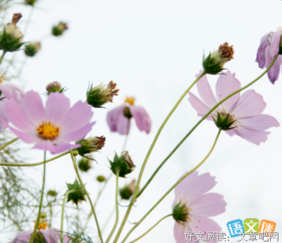 最新的《寒武纪》经典语录