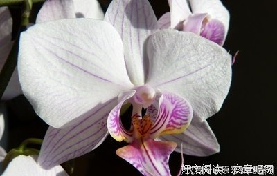 关于五毒·凤凰蛊的格言