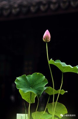 古韵经典名句