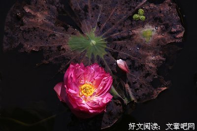 何惜的语句摘抄_关于何惜的语句