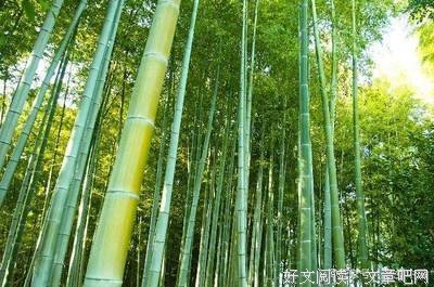 遗忘是一道伤疤（老喇微语第二十六期）