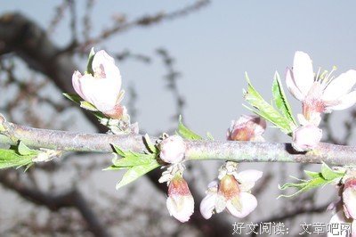 关于南康白起的格言