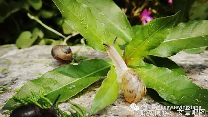 追梦路上，让灵魂发光/当代著名作家美文典藏读后感100字
