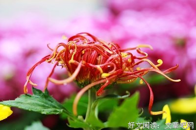 芬芳萃语集