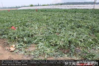 《我的父亲母亲》经典观后感有感