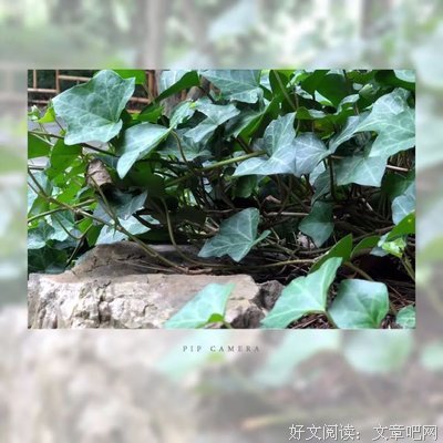 半夏清欢好词好句