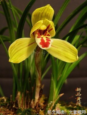 偶得名句欣赏