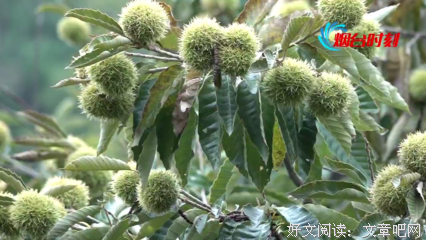 关于前人栽树的座右铭