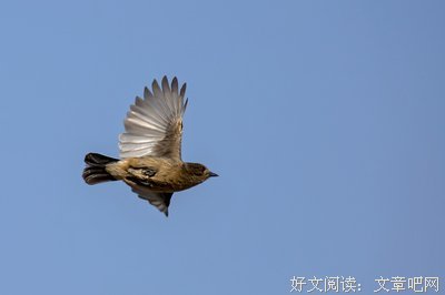 追梦者的优美句子