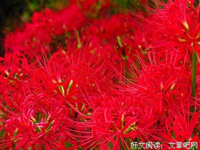 彼岸句子大全