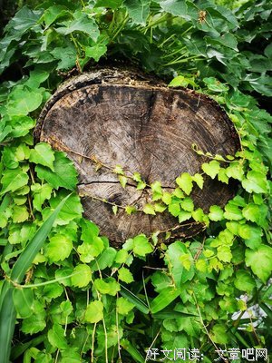 《柳巷芳草》观后感精选