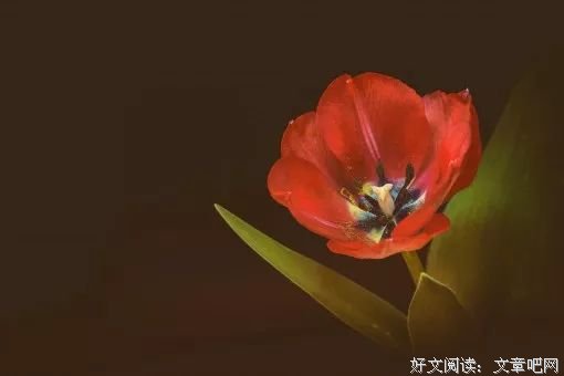 情人节，致我最爱的人