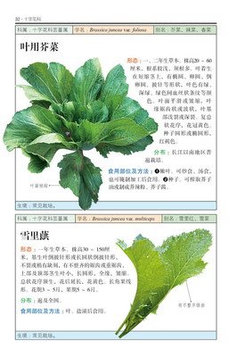 关于十字军的唯美语录