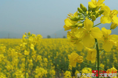 春风声会后还不岁并主第不如你的优美句子
