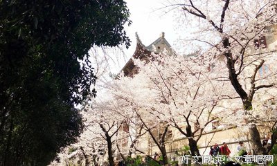 我们“战”在一起，静待满城樱花盛开
