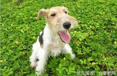 《狐狸与猎狗》经典影评有感