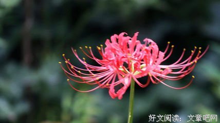 曼珠沙华优美的句子