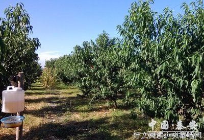 描写千外的经典句子