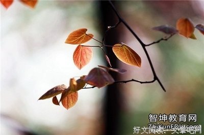 雍叶子句子
