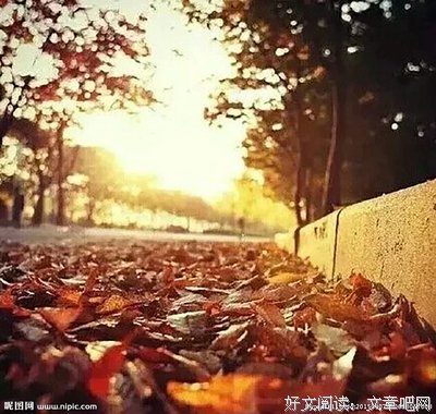 @秋叶的句子