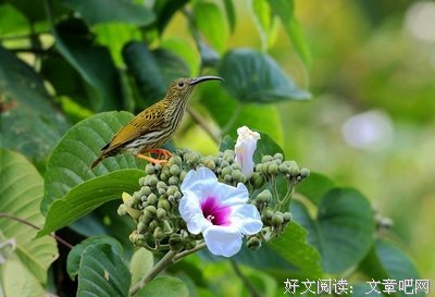描写人鸟的经典句子