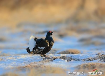 关于北雪的名言