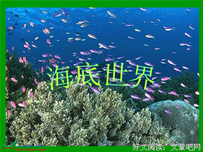 关于章鱼的我能泪的优美句子