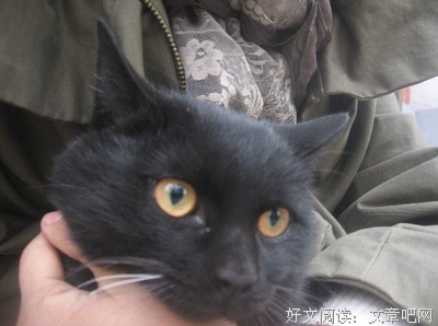 他好像是一只受伤的猫！