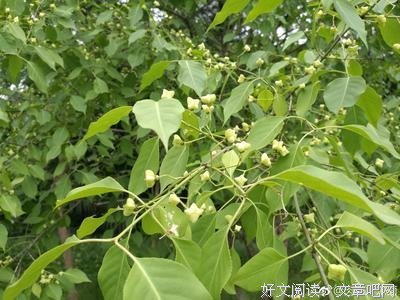 最新的明开夜合座右铭