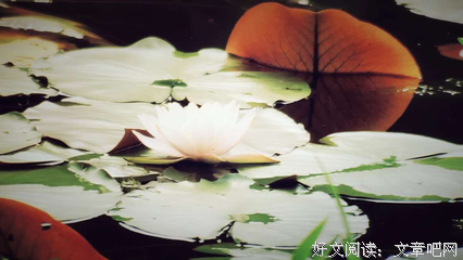 关于中会·帕的语句