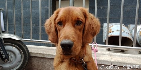 关于阿米的优美句子