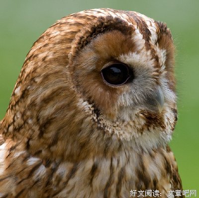 《北方的纳努克》经典观后感集