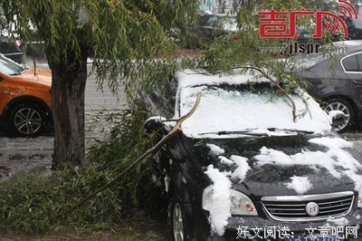 这个冬季哭泣的不止江城，还有蝙蝠还有花朵