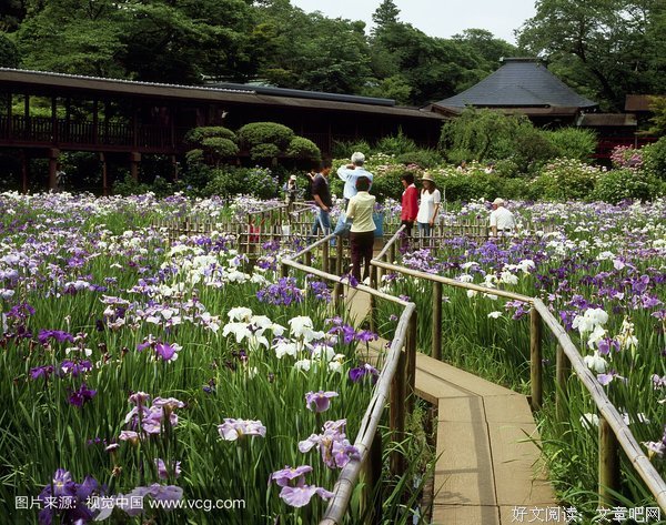 鸢尾花 