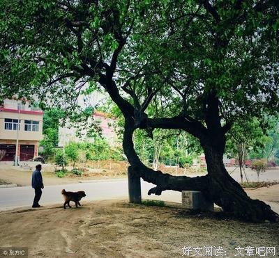 最经典的树下野狐名言